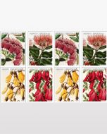 New Zealand Flowers Christmas Gift Cards 8 Pack
