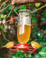 Tui Nectar Feeder